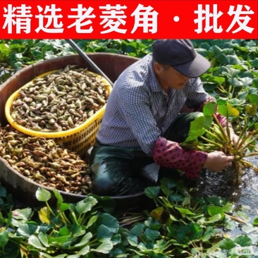 正宗老菱角现摘现发新鲜带壳粉糯野生大青菱角湖产莲角凌