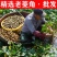 正宗老菱角现摘现发新鲜带壳粉糯野生大青菱角湖产莲角凌