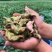 正宗老菱角现摘现发新鲜带壳粉糯野生大青菱角湖产莲角凌