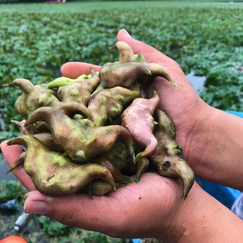正宗老菱角现摘现发新鲜带壳粉糯野生大青菱角湖产莲角凌