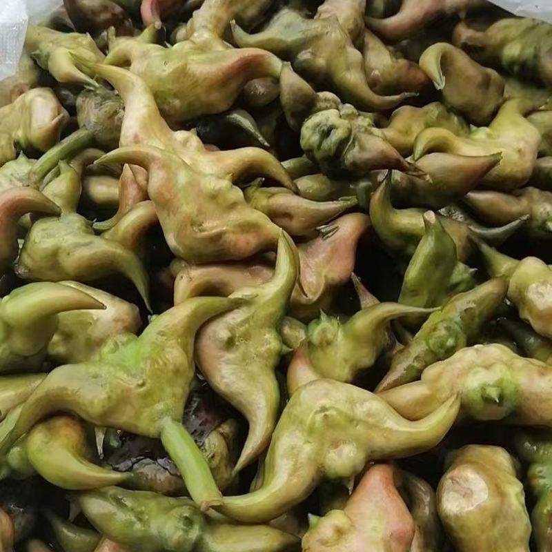 正宗老菱角现摘现发新鲜带壳粉糯野生大青菱角湖产莲角凌