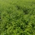 200万株优质岗梅苗，基地直销
