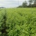 200万株优质岗梅苗，基地直销