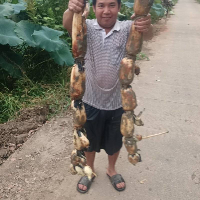 粉糯莲藕