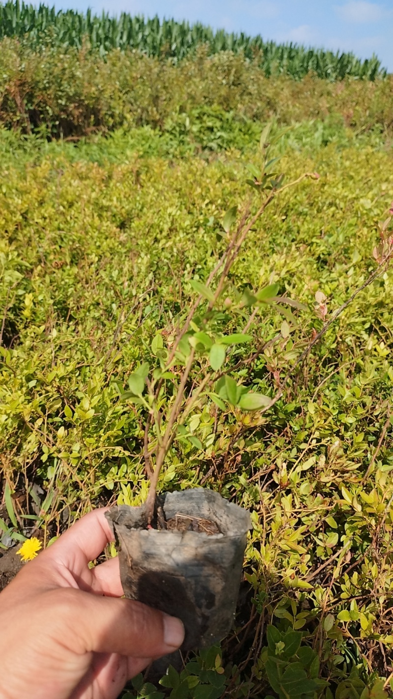 蓝莓杯苗