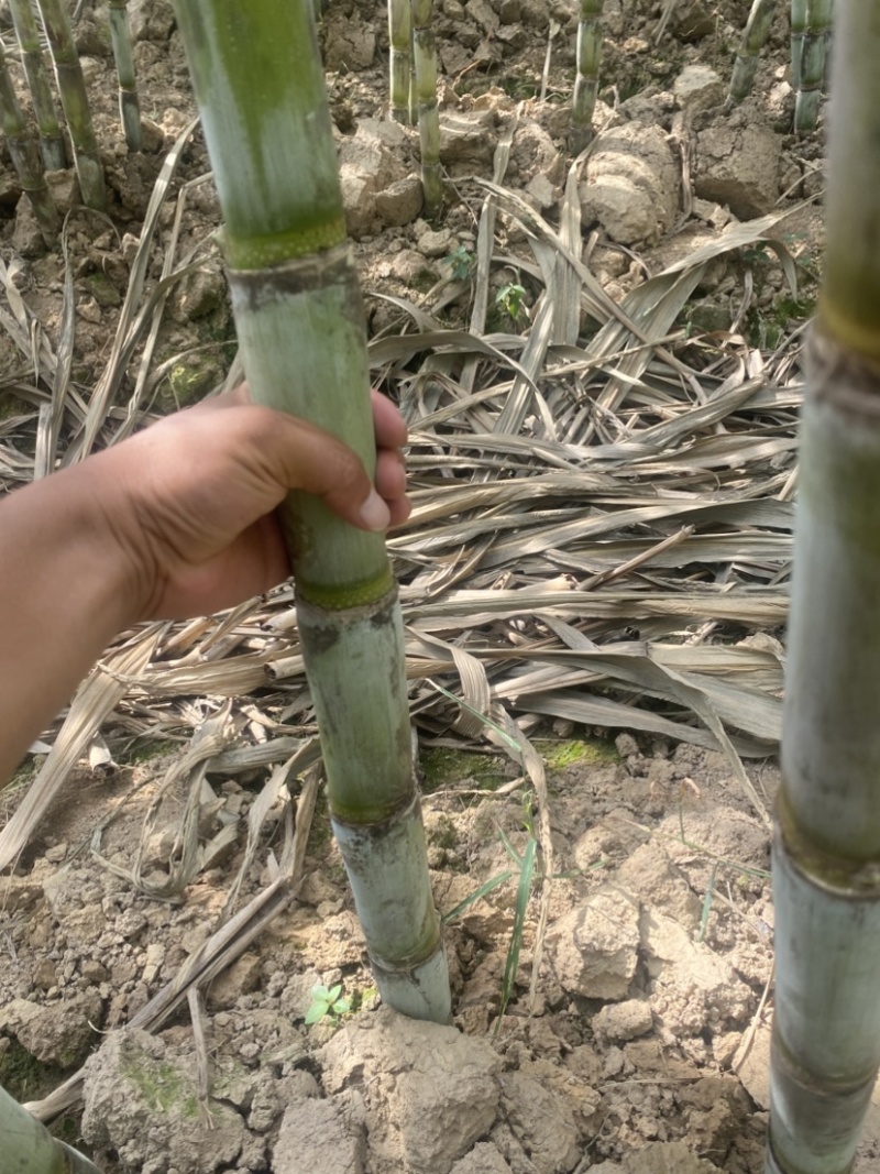 青皮水果甘蔗/，产地直供一手货源、口感脆甜爽口