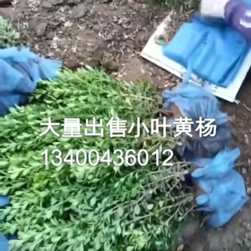 小叶黄杨