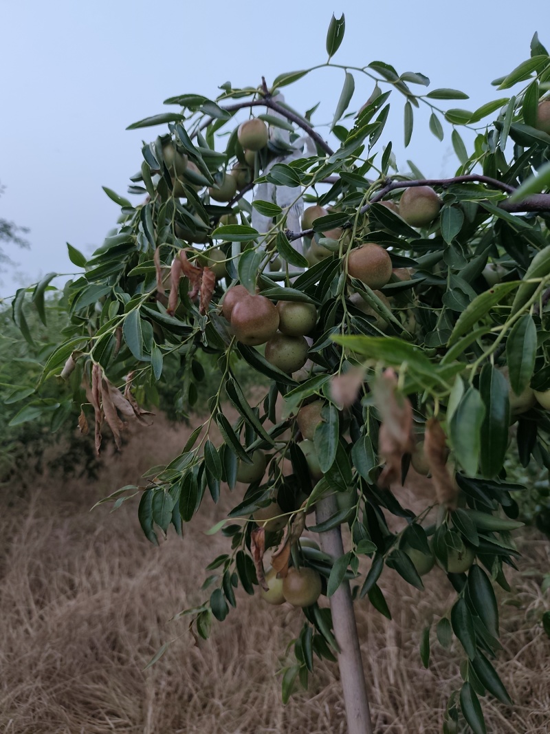 黄骅精品冬枣产地直供量大价优