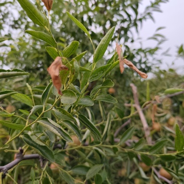 黄骅精品冬枣产地直供量大价优