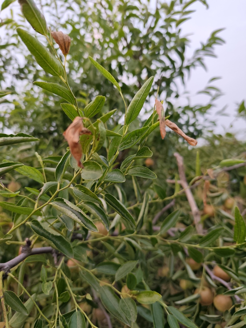黄骅精品冬枣产地直供量大价优