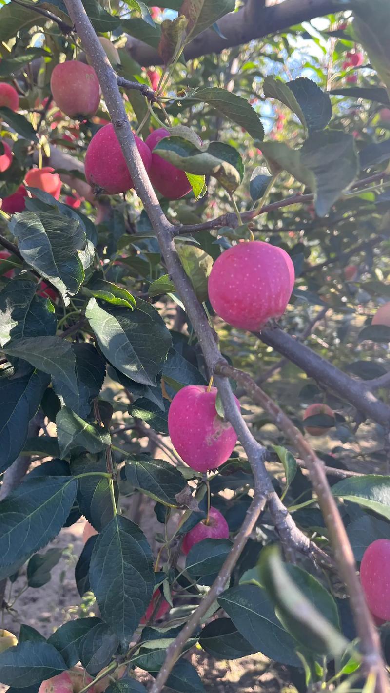 （东北鸡心果锦绣海棠）脆甜口感东北特产当天采摘头茬