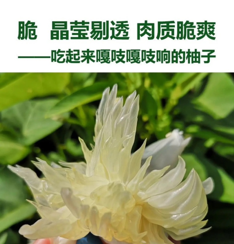 湖南怀化冰糖柚麻麻柚香柚药柚新鲜现摘脆甜多汁皮薄肉厚
