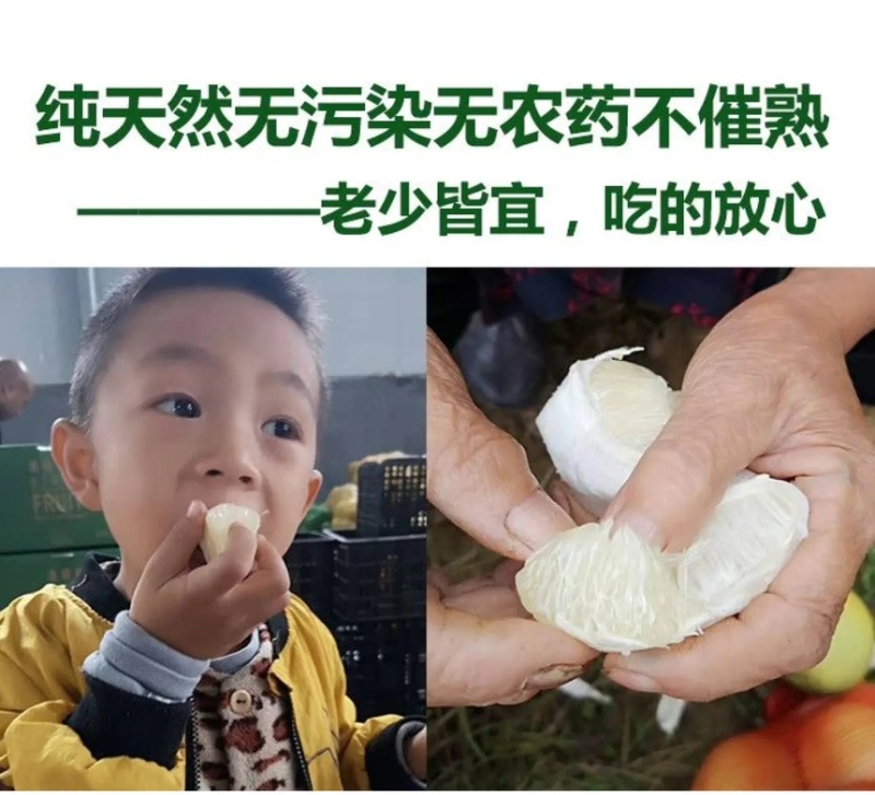 湖南怀化冰糖柚麻麻柚香柚药柚新鲜现摘脆甜多汁皮薄肉厚