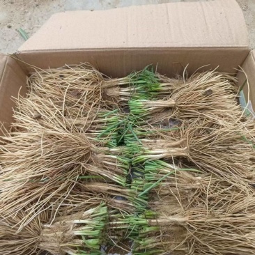 野生品种,实心沙葱根苗5斤,绿色珍品,基地直销,量大优惠