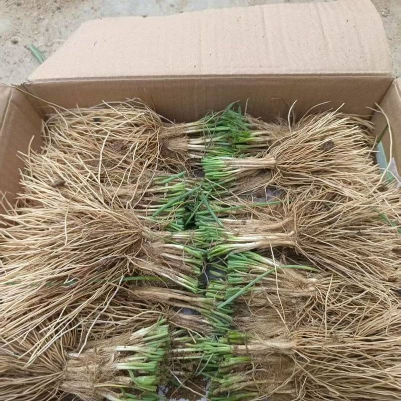 野生品种,实心沙葱根苗5斤,绿色珍品,基地直销,量大优惠