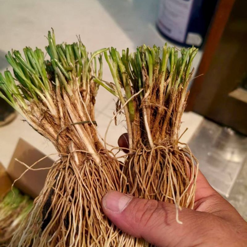 野生品种,实心沙葱根苗5斤,绿色珍品,基地直销,量大优惠
