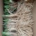 野生品种,实心沙葱根苗5斤,绿色珍品,基地直销,量大优惠