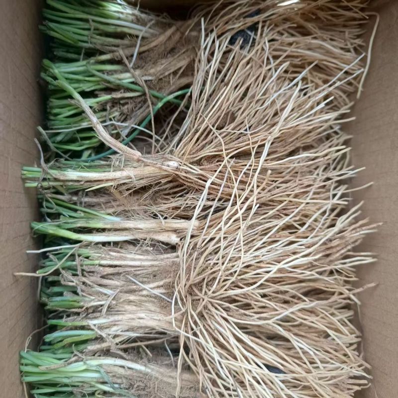 野生品种,实心沙葱根苗5斤,绿色珍品,基地直销,量大优惠