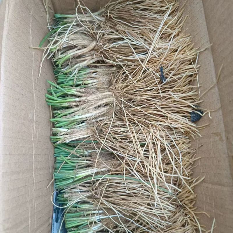 野生品种,实心沙葱根苗5斤,绿色珍品,基地直销,量大优惠
