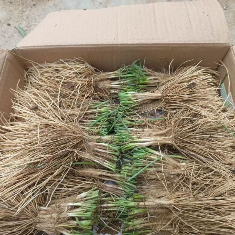 野生品种,实心沙葱根苗5斤,绿色珍品,基地直销,量大优惠