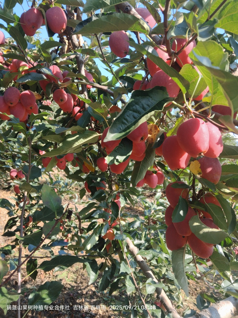 磐石自然熟鸡心果