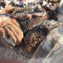 羊毛肚100吨