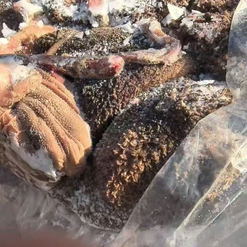 羊毛肚100吨
