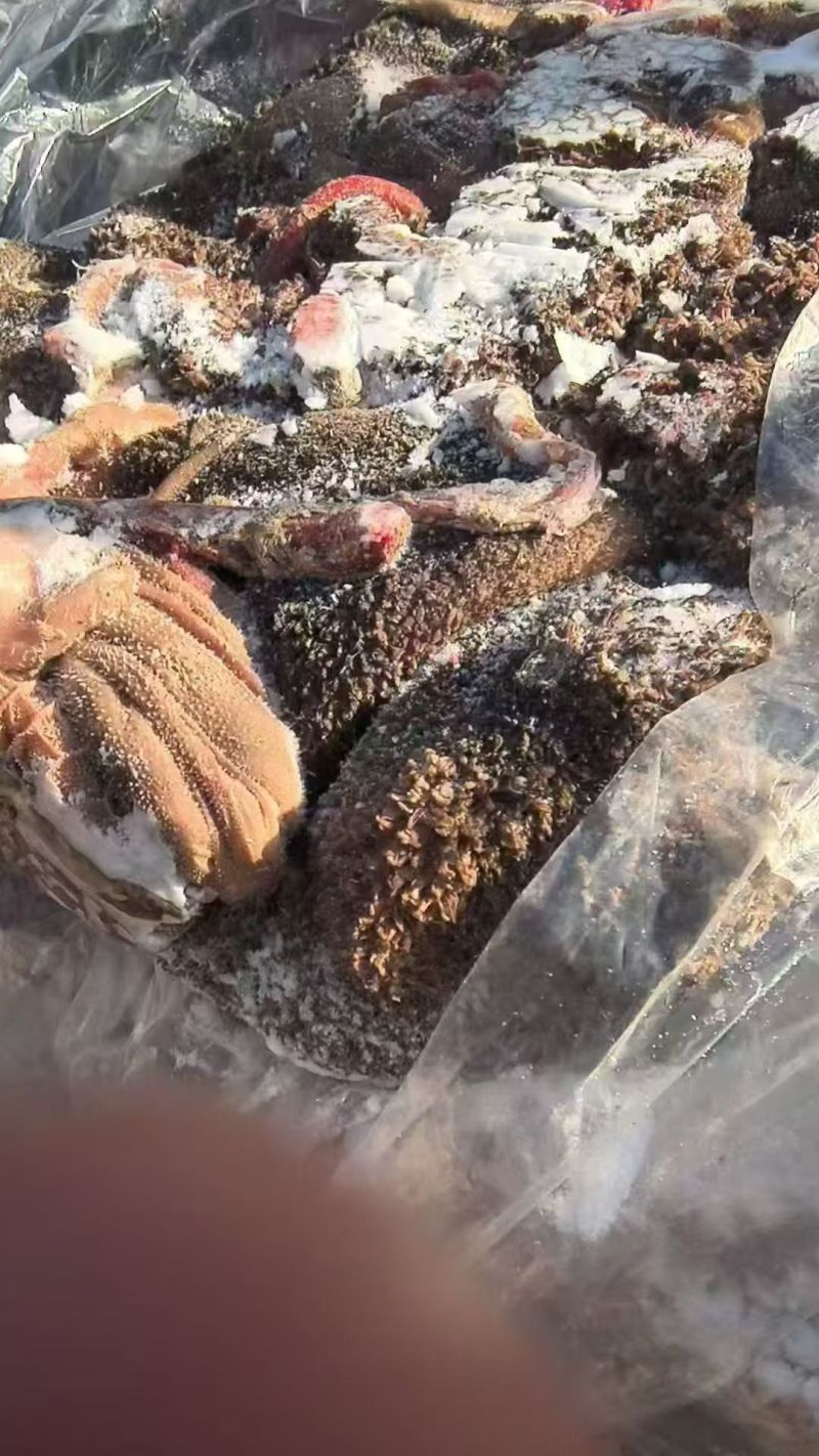 羊毛肚100吨