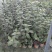 红蕾雪球木绣球基地直销量大质优价廉欢迎咨询电联