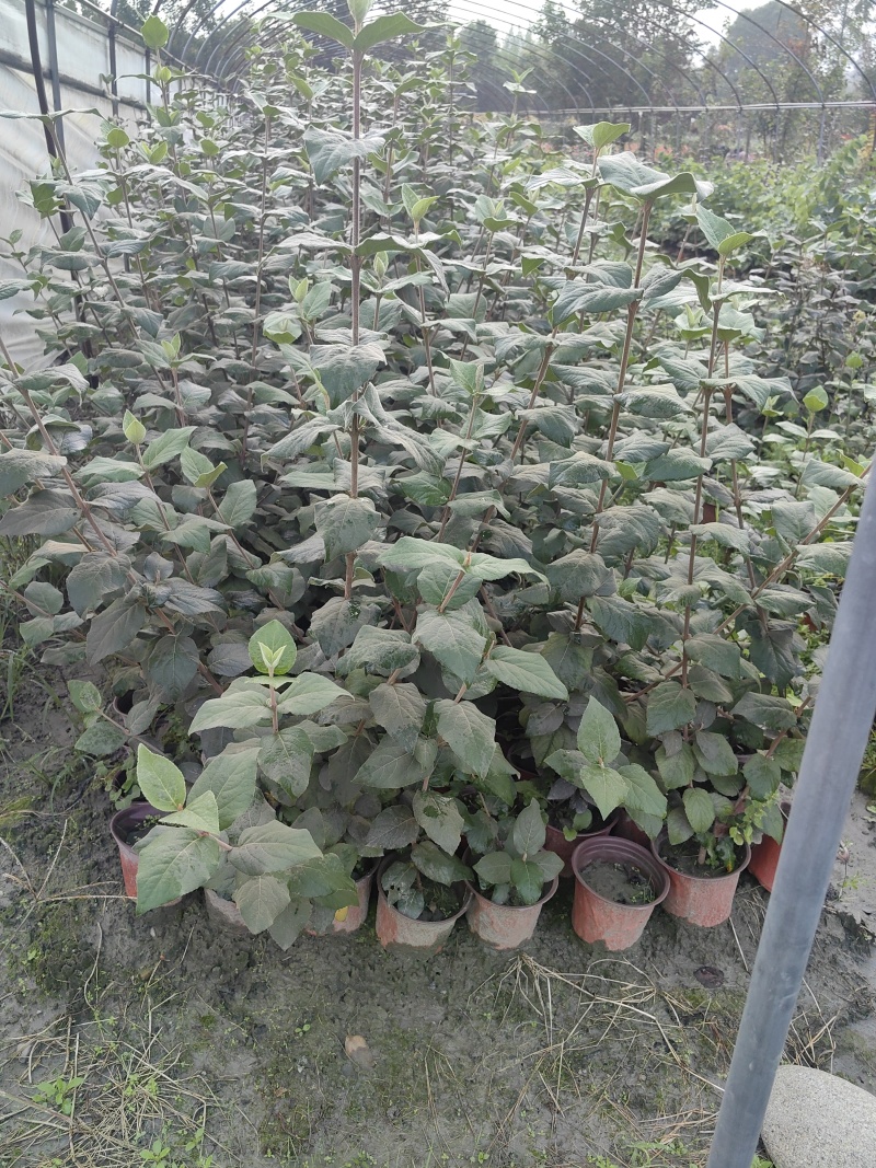 红蕾雪球木绣球基地直销量大质优价廉欢迎咨询电联