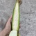 白糯+花糯