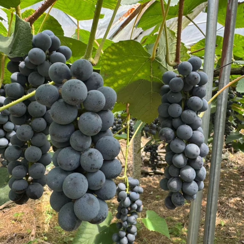 湖南怀化高山刺葡萄酿酒葡萄果肉紧实多汁颗颗饱满可批发