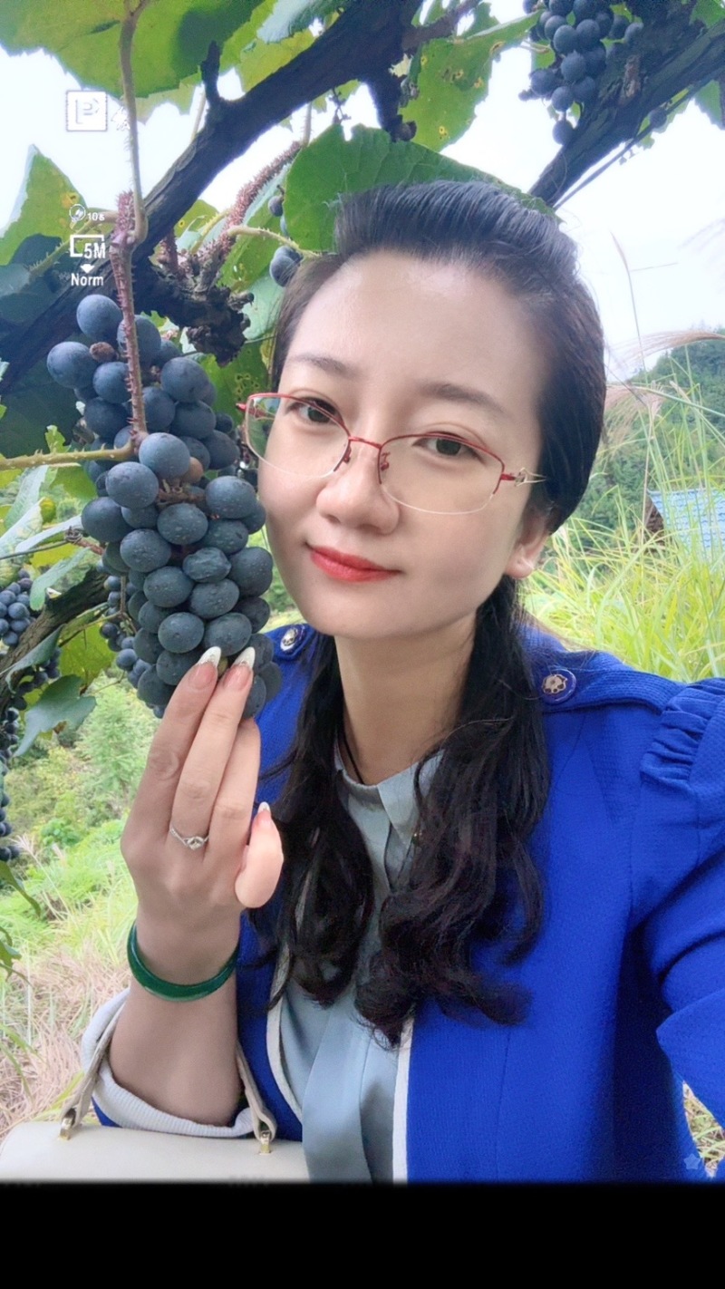湖南怀化高山刺葡萄酿酒葡萄果肉紧实多汁颗颗饱满可批发