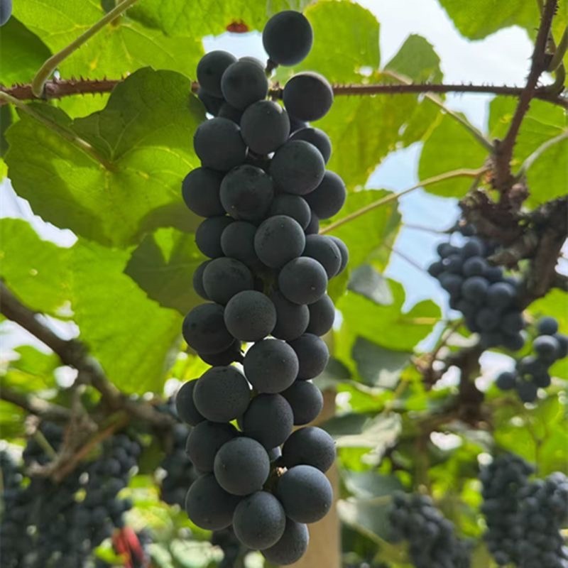 湖南怀化高山刺葡萄酿酒葡萄果肉紧实多汁颗颗饱满可批发