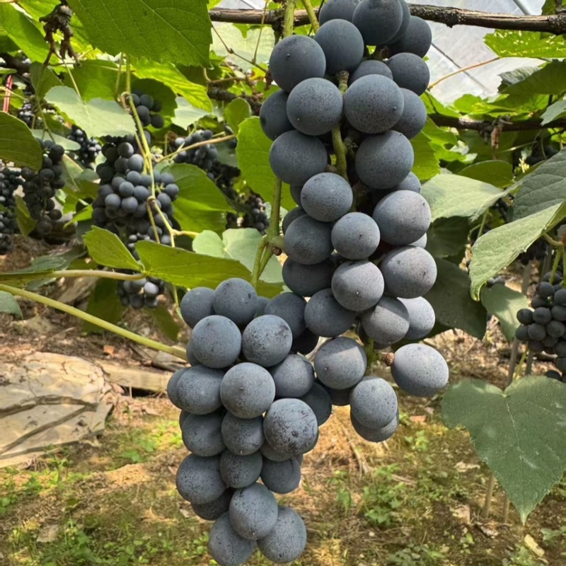 湖南怀化高山刺葡萄酿酒葡萄果肉紧实多汁颗颗饱满可批发