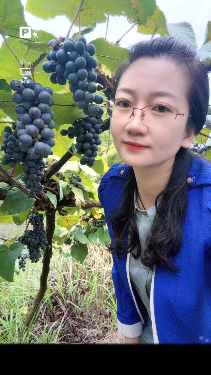 湖南怀化高山刺葡萄酿酒葡萄果肉紧实多汁颗颗饱满可批发