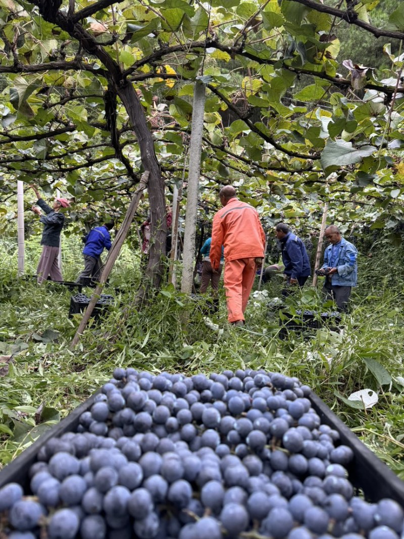 湖南怀化高山刺葡萄酿酒葡萄果肉紧实多汁颗颗饱满可批发