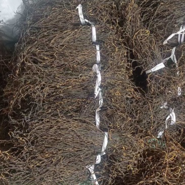 干豆角，风干豆角，绿皮，白皮豆角，欢迎各位老板前来合作。