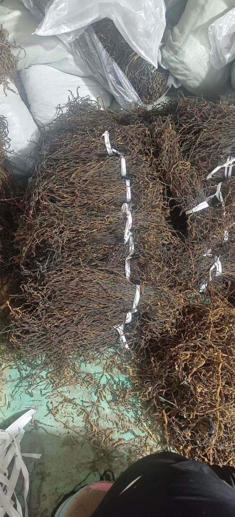 干豆角，风干豆角，绿皮，白皮豆角，欢迎各位老板前来合作。