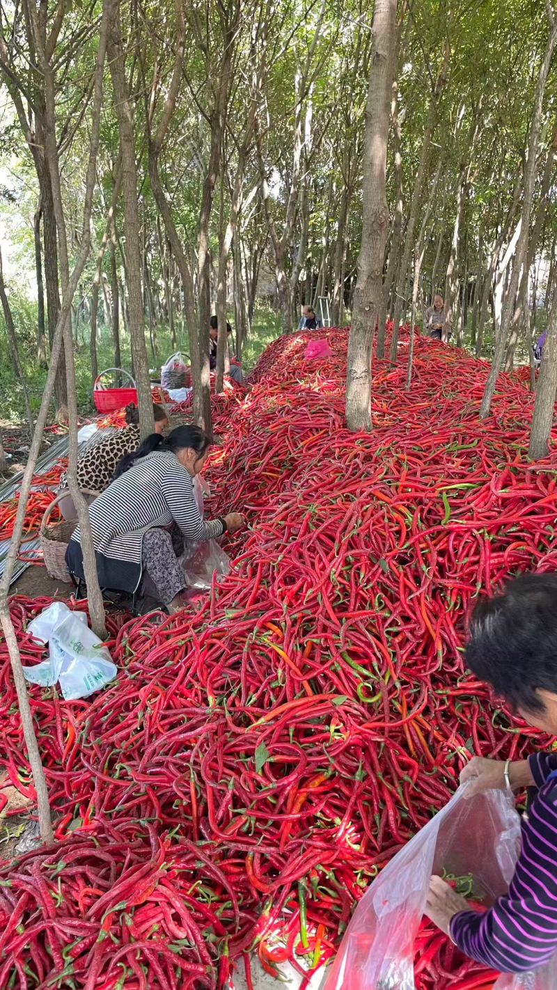 三号红线椒，剁椒泡椒烘干都可以