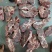 满肉牛脖骨