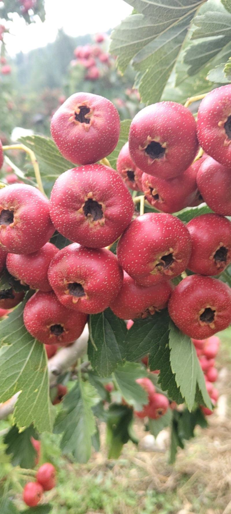 自家种植甜红子山楂