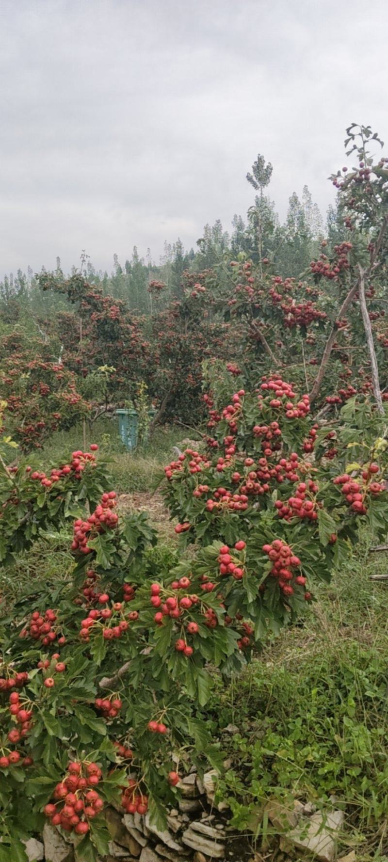 自家种植甜红子山楂