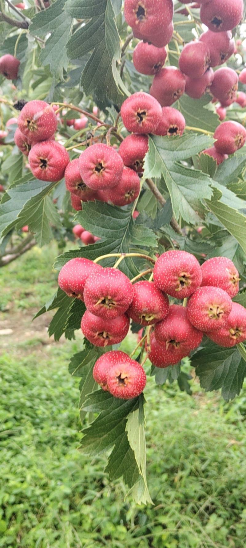 自家种植甜红子山楂