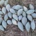 贵族南瓜