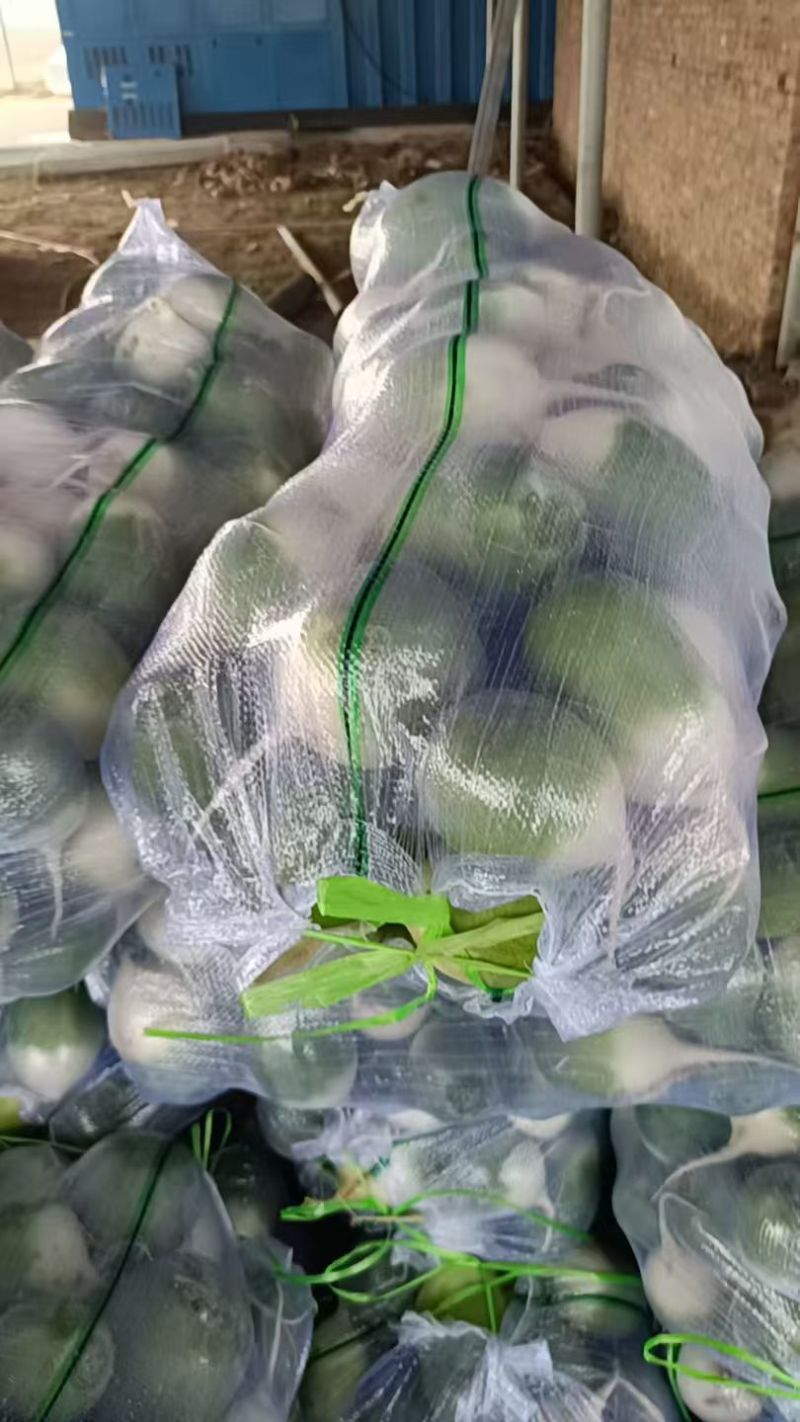 罐萝卜大量上市了对接市场档口商超一条龙服务欢迎来电咨询