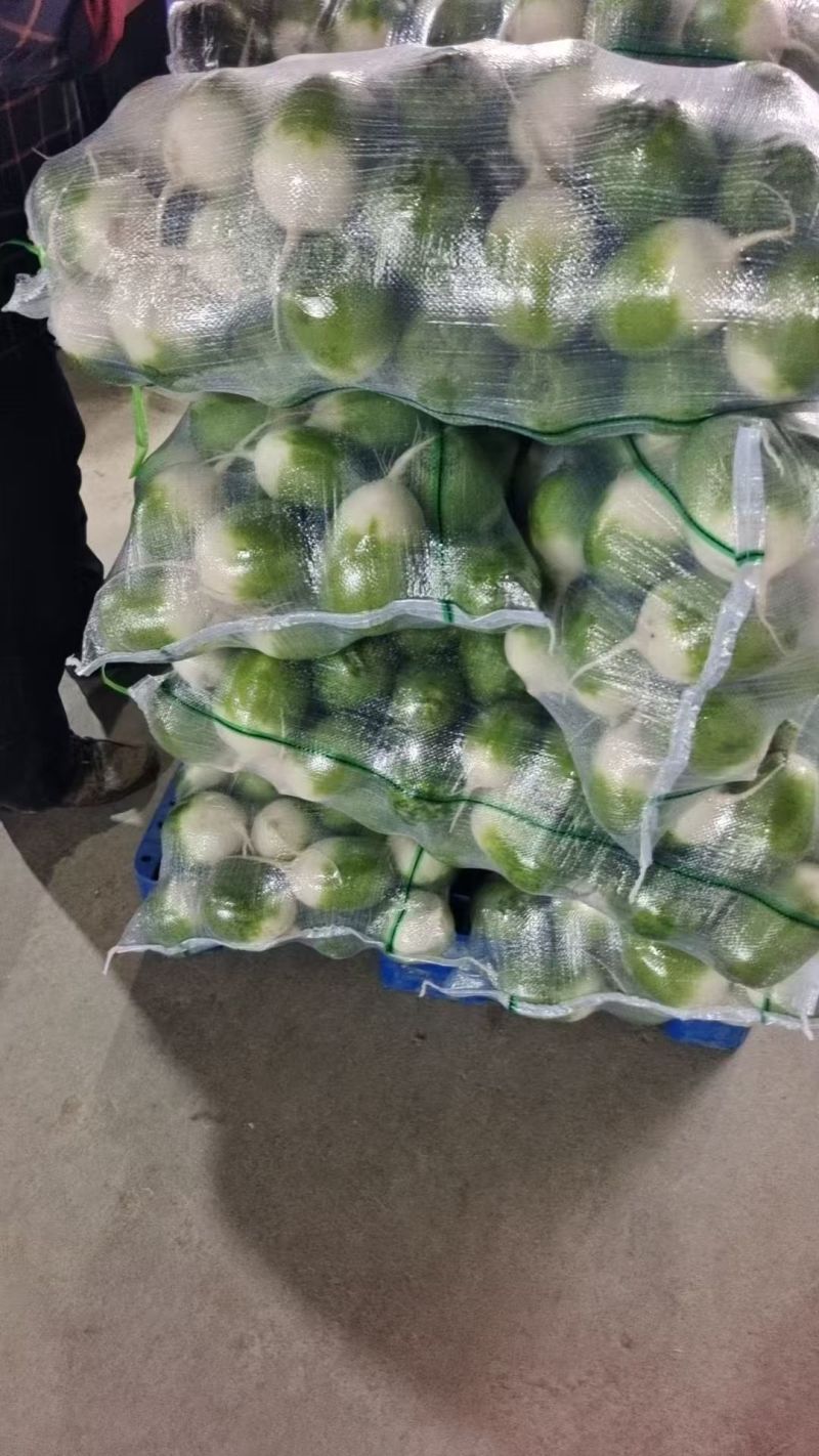 罐萝卜大量上市了对接市场档口商超一条龙服务欢迎来电咨询