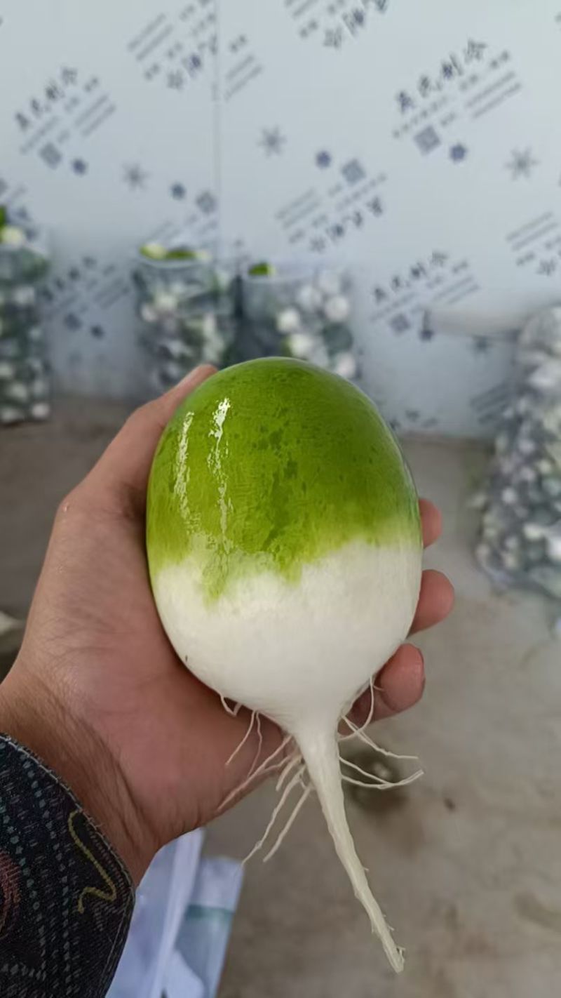 罐萝卜大量上市了对接市场档口商超一条龙服务欢迎来电咨询