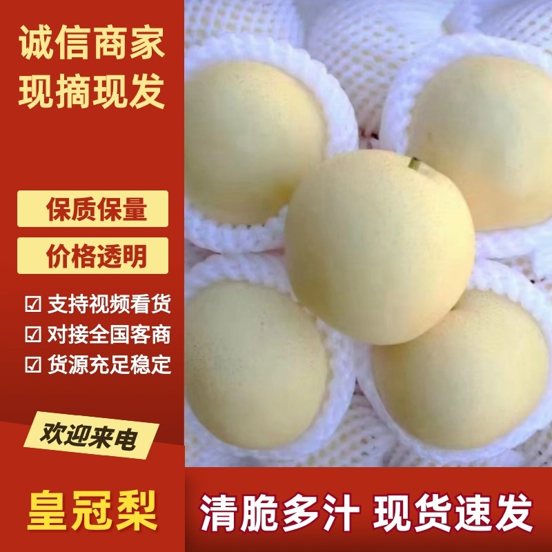 河北精品皇冠梨，一手货源，常年供应，品质保证，代发全国
