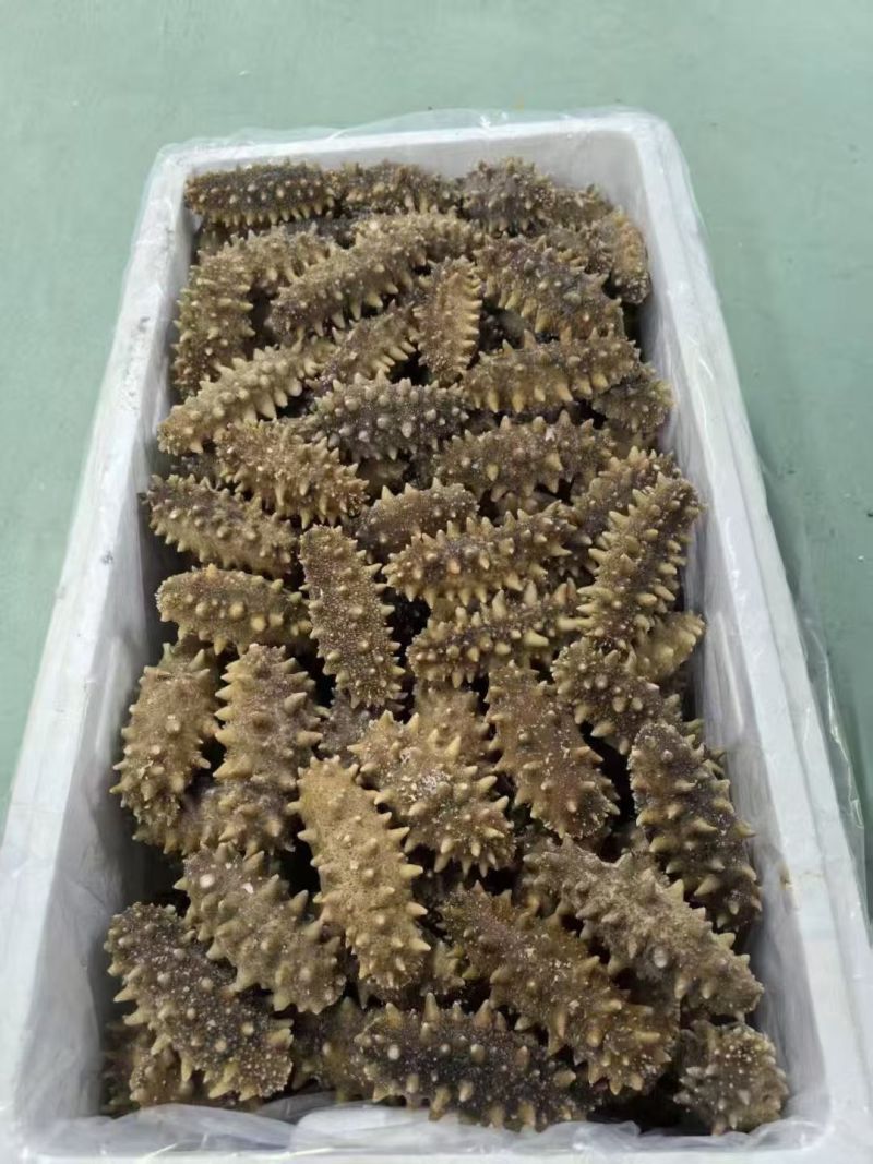 到了吃海参的季节，来吧，口感很好